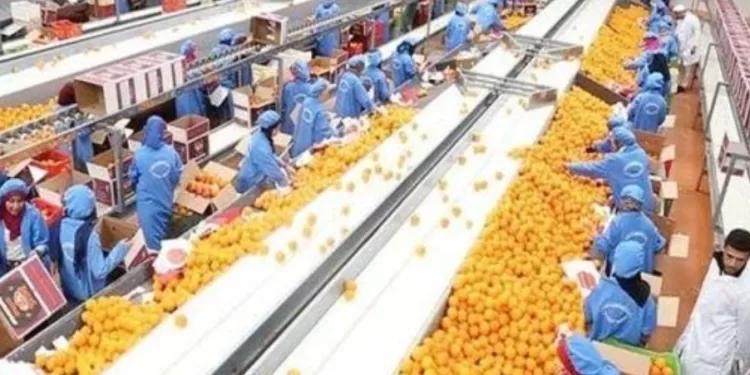 Nette augmentation dans les exportations agricoles égyptiennes  1 - Le Progrès Egyptien