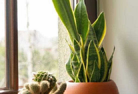 Rentrée scolaire: Végétaliser l'intérieur et porter des pierres précieuses ! 2 - Le Progrès Egyptien Rentrée scolaire: Végétaliser l'intérieur et porter des pierres précieuses ! 1 - Le Progrès Egyptien