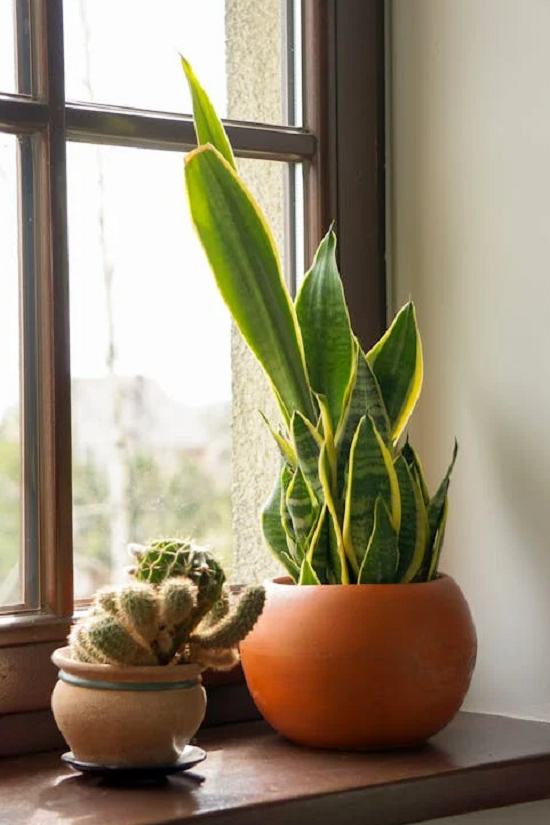 Rentrée scolaire: Végétaliser l'intérieur et porter des pierres précieuses ! 14 - Le Progrès Egyptien Rentrée scolaire: Végétaliser l'intérieur et porter des pierres précieuses ! 13 - Le Progrès Egyptien