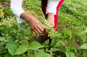 Cultiver au coeur des villes 2 - Le Progrès Egyptien Cultiver au coeur des villes 1 - Le Progrès Egyptien