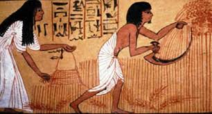 L’agriculture dans l’Egypte antique, une vraie passion 4 - Le Progrès Egyptien L’agriculture dans l’Egypte antique, une vraie passion 3 - Le Progrès Egyptien