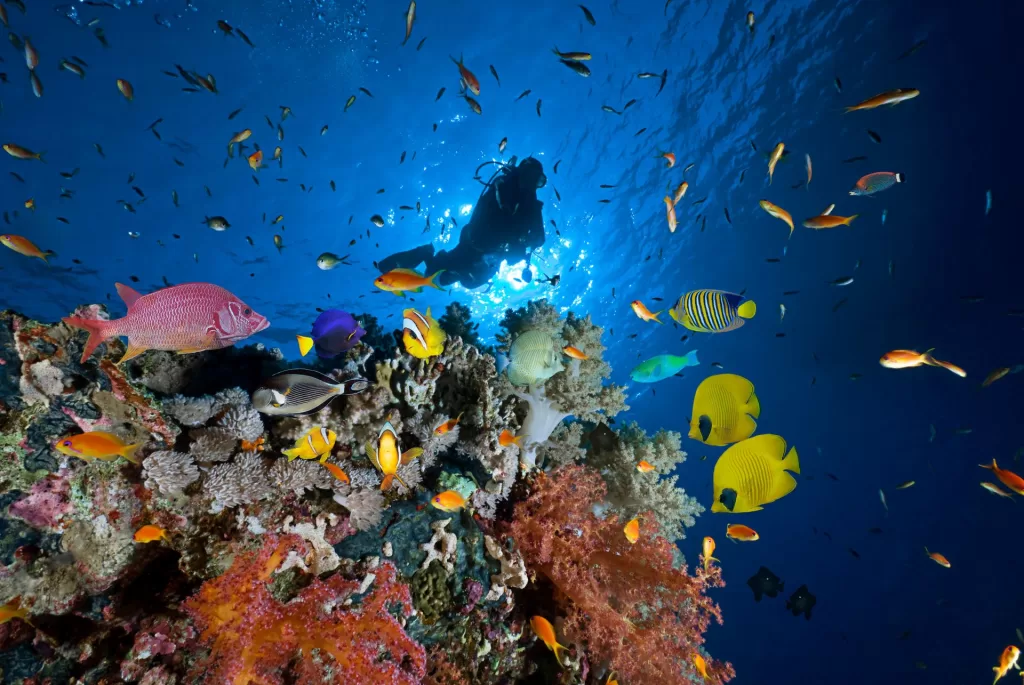 Le grand récif coralien de la mer Rouge serait déclaré « réserve naturelle » 4 - Le Progrès Egyptien Le grand récif coralien de la mer Rouge serait déclaré « réserve naturelle » 3 - Le Progrès Egyptien