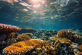 Le grand récif coralien de la mer Rouge serait déclaré « réserve naturelle » 6 - Le Progrès Egyptien Le grand récif coralien de la mer Rouge serait déclaré « réserve naturelle » 5 - Le Progrès Egyptien