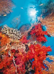 Le grand récif coralien de la mer Rouge serait déclaré « réserve naturelle »