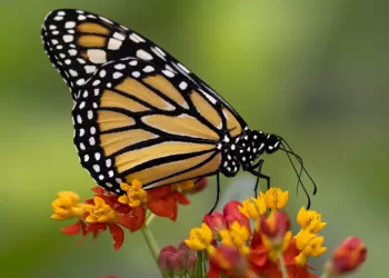 Le nombre de papillons s’effondre au Royaume-Uni