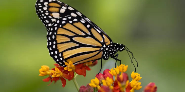 Le nombre de papillons s'effondre au Royaume-Uni 1 - Le Progrès Egyptien