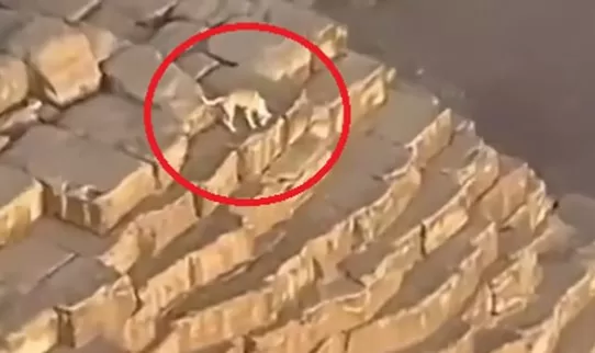 Un chien s'offre une balade au sommet de la pyramide de Khéops 4 - Le Progrès Egyptien Un chien s'offre une balade au sommet de la pyramide de Khéops 3 - Le Progrès Egyptien