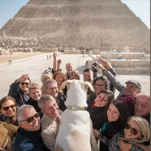 Un chien s'offre une balade au sommet de la pyramide de Khéops 10 - Le Progrès Egyptien Un chien s'offre une balade au sommet de la pyramide de Khéops 9 - Le Progrès Egyptien