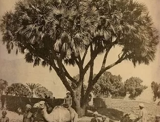 Le doum, une boisson à la saveur d’antan