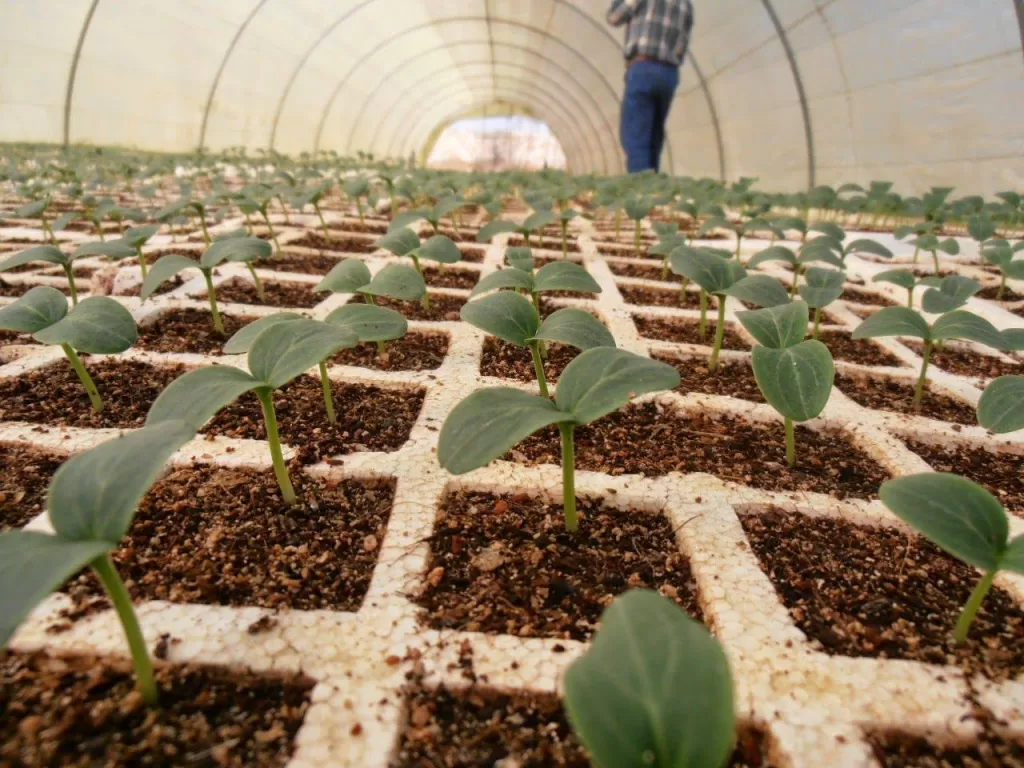 L'agriculture moderne sous les serres pour faire face aux changements climatiques 6 - Le Progrès Egyptien L'agriculture moderne sous les serres pour faire face aux changements climatiques 5 - Le Progrès Egyptien