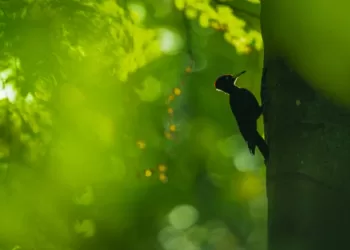 Rendez-vous incontournable de la photo animalière et de nature en 2024