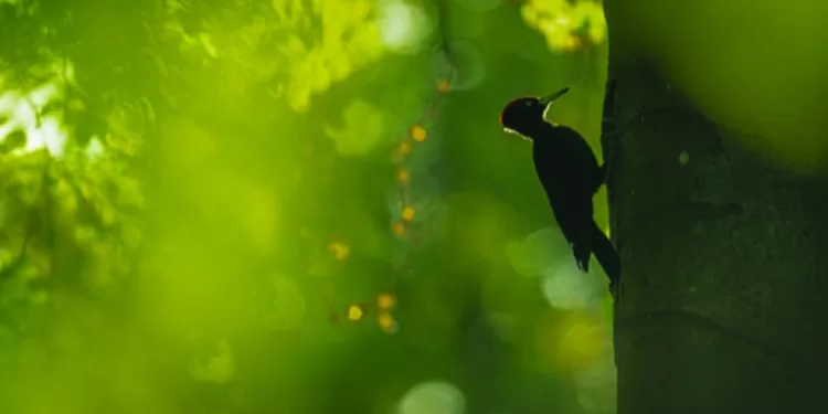 Rendez-vous incontournable de la photo animalière et de nature en 2024 2 - Le Progrès Egyptien Rendez-vous incontournable de la photo animalière et de nature en 2024 1 - Le Progrès Egyptien