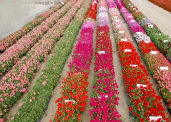 Un village d’Al-charqiya exporte la beauté au monde entier