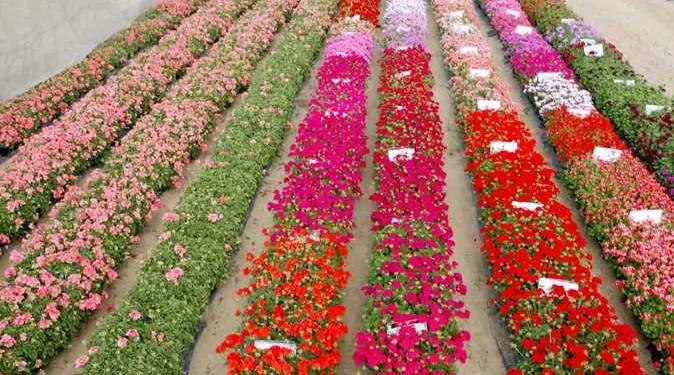 Un village d'Al-charqiya exporte la beauté au monde entier 1 - Le Progrès Egyptien