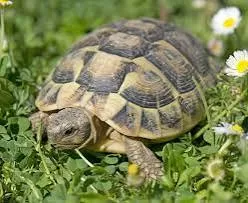 Le syndrome de la tortue: que signifie vraiment "se forger une carapace"? 4 - Le Progrès Egyptien Le syndrome de la tortue: que signifie vraiment "se forger une carapace"? 3 - Le Progrès Egyptien