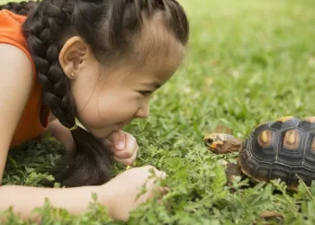Le syndrome de la tortue: que signifie vraiment “se forger une carapace”?