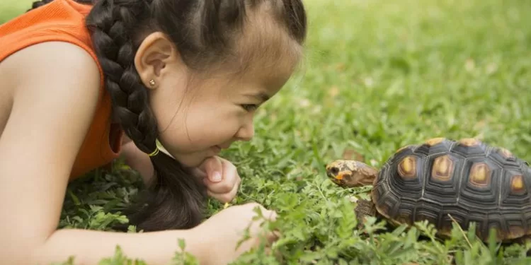 Le syndrome de la tortue: que signifie vraiment "se forger une carapace"? 1 - Le Progrès Egyptien
