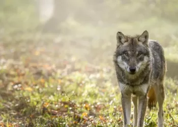 Le loup perd son statut d’espèce strictement protégée en Europe