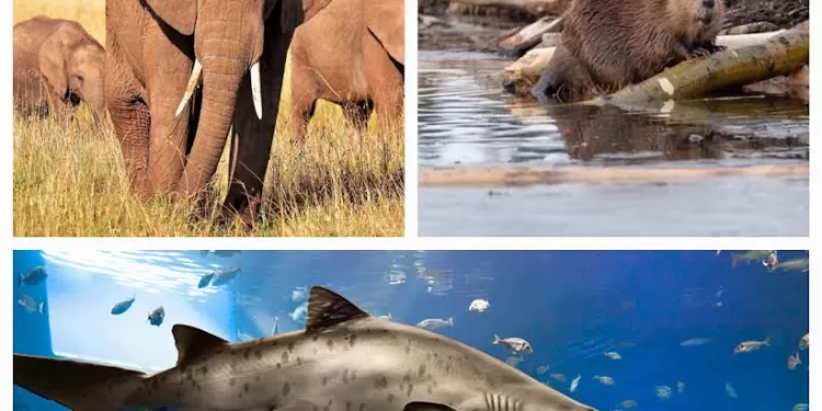 Solutions pour contrer la perte de biodiversité 1 - Le Progrès Egyptien