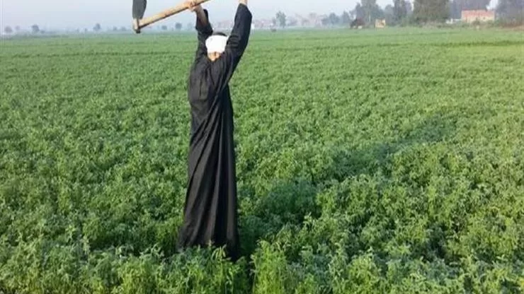 Re-imaginer l'agriculture pour réaliser la sécurité alimentaire 4 - Le Progrès Egyptien Re-imaginer l'agriculture pour réaliser la sécurité alimentaire 3 - Le Progrès Egyptien