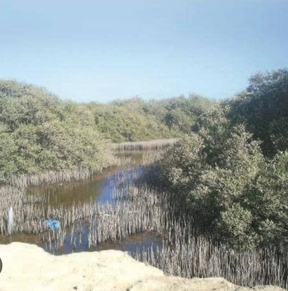 A la découverte de l'île d'Abu Minqar, la plus belle île marine de la mer Rouge 10 - Le Progrès Egyptien A la découverte de l'île d'Abu Minqar, la plus belle île marine de la mer Rouge 9 - Le Progrès Egyptien