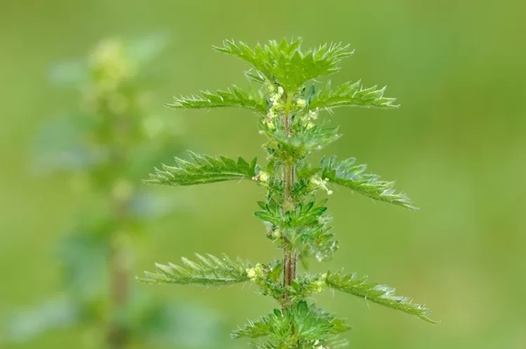 Cinq végétaux pour remplacer la viande 4 - Le Progrès Egyptien Cinq végétaux pour remplacer la viande 3 - Le Progrès Egyptien
