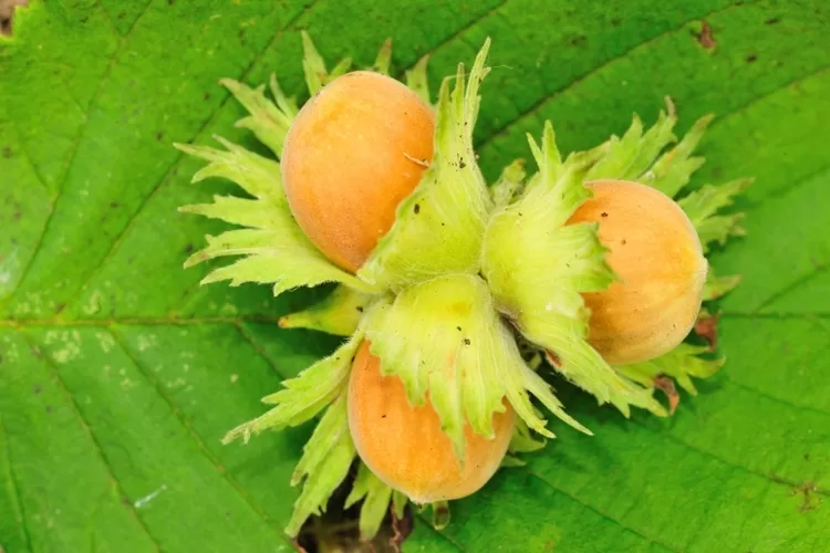 Cinq végétaux pour remplacer la viande 6 - Le Progrès Egyptien Cinq végétaux pour remplacer la viande 5 - Le Progrès Egyptien