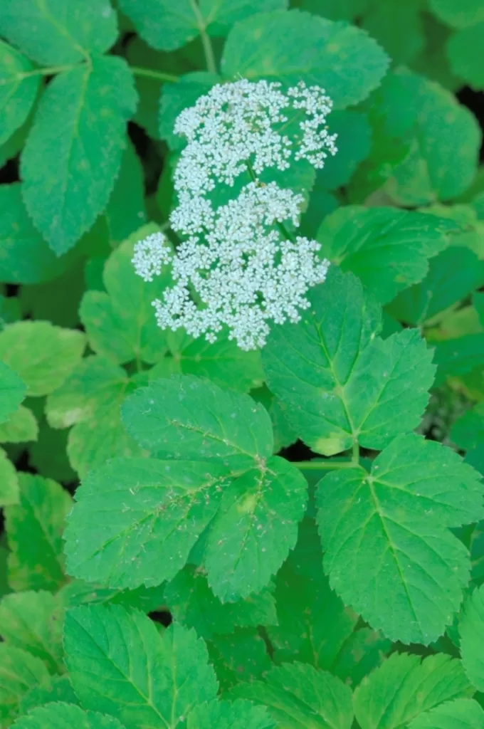 Cinq végétaux pour remplacer la viande 8 - Le Progrès Egyptien Cinq végétaux pour remplacer la viande 7 - Le Progrès Egyptien