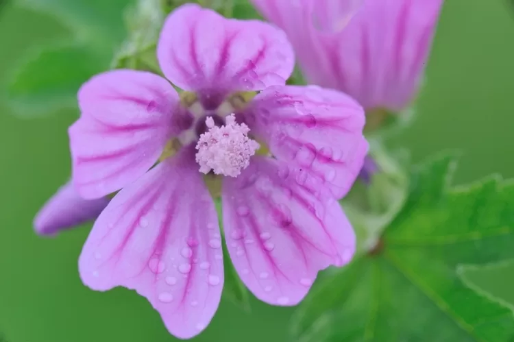 Cinq végétaux pour remplacer la viande 10 - Le Progrès Egyptien Cinq végétaux pour remplacer la viande 9 - Le Progrès Egyptien