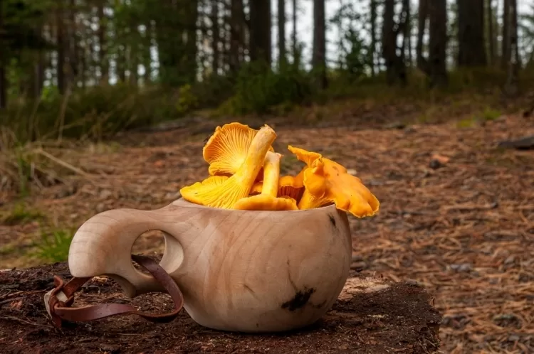 Cinq végétaux pour remplacer la viande 12 - Le Progrès Egyptien Cinq végétaux pour remplacer la viande 11 - Le Progrès Egyptien