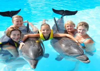 Des dauphins, ce joyau bleu à admirer