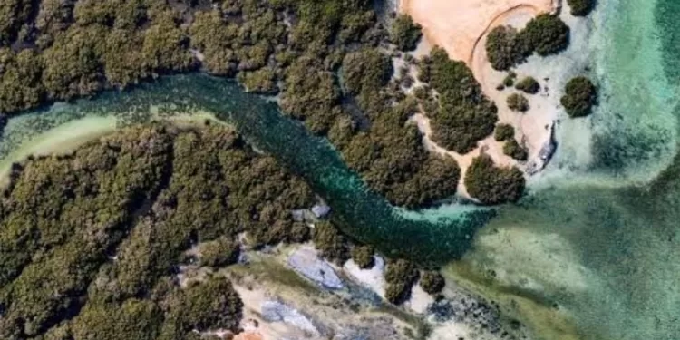 A la découverte de l'île d'Abu Minqar, la plus belle île marine de la mer Rouge 2 - Le Progrès Egyptien A la découverte de l'île d'Abu Minqar, la plus belle île marine de la mer Rouge 1 - Le Progrès Egyptien