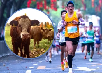Une “vache” comme 1er prix d’un marathon en Chine!