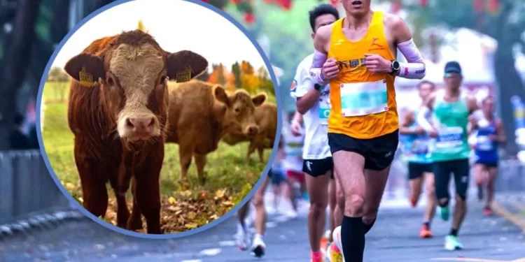 Une “vache” comme 1er prix d’un marathon en Chine! 2 - Le Progrès Egyptien Une “vache” comme 1er prix d’un marathon en Chine! 1 - Le Progrès Egyptien