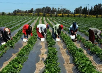 Re-imaginer l’agriculture pour réaliser la sécurité alimentaire