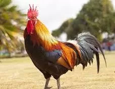 Histoires de ma grand-mère: Le coq qui voulait être aimé 2 - Le Progrès Egyptien Histoires de ma grand-mère: Le coq qui voulait être aimé 1 - Le Progrès Egyptien