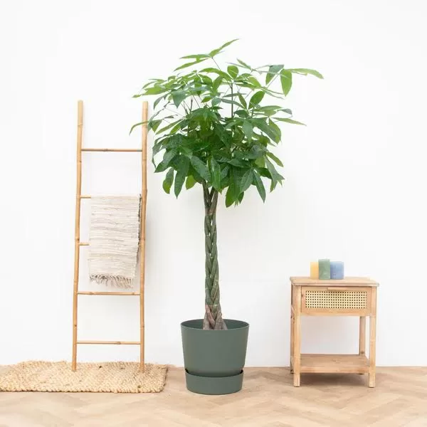 Optez pour ces plantes porte-bonheur 8 - Le Progrès Egyptien Optez pour ces plantes porte-bonheur 7 - Le Progrès Egyptien