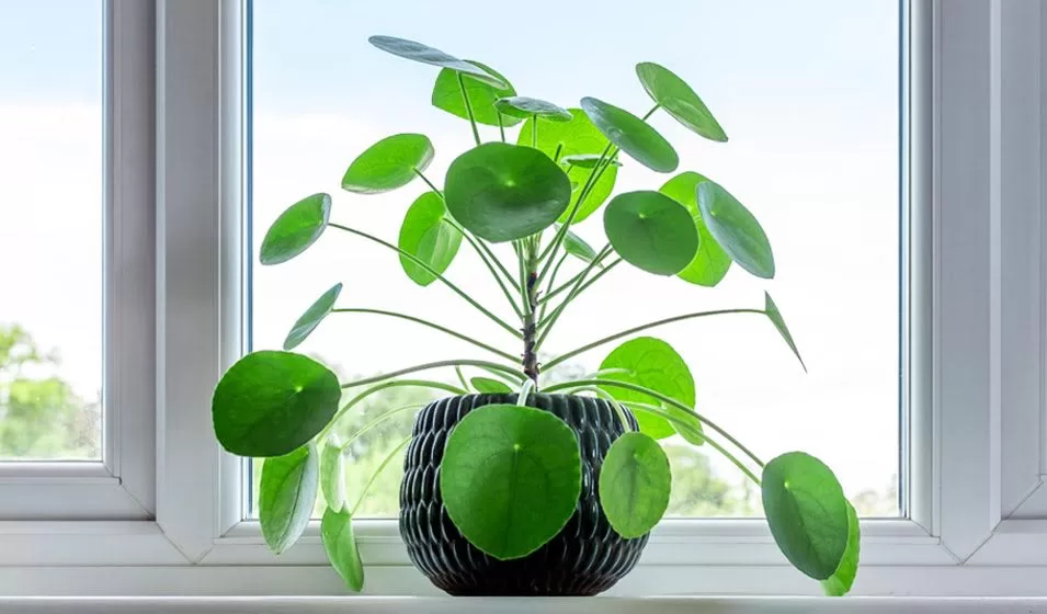 Optez pour ces plantes porte-bonheur 10 - Le Progrès Egyptien Optez pour ces plantes porte-bonheur 9 - Le Progrès Egyptien