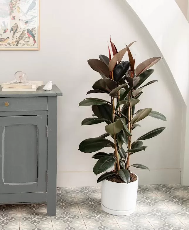 Optez pour ces plantes porte-bonheur 12 - Le Progrès Egyptien Optez pour ces plantes porte-bonheur 11 - Le Progrès Egyptien