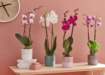 Optez pour ces plantes porte-bonheur