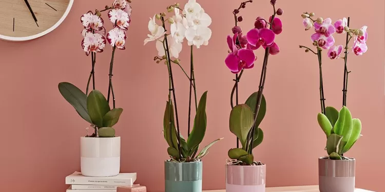 Optez pour ces plantes porte-bonheur 2 - Le Progrès Egyptien Optez pour ces plantes porte-bonheur 1 - Le Progrès Egyptien