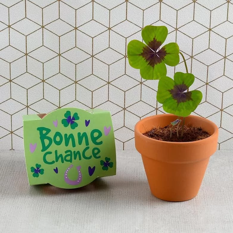 Optez pour ces plantes porte-bonheur 4 - Le Progrès Egyptien Optez pour ces plantes porte-bonheur 3 - Le Progrès Egyptien
