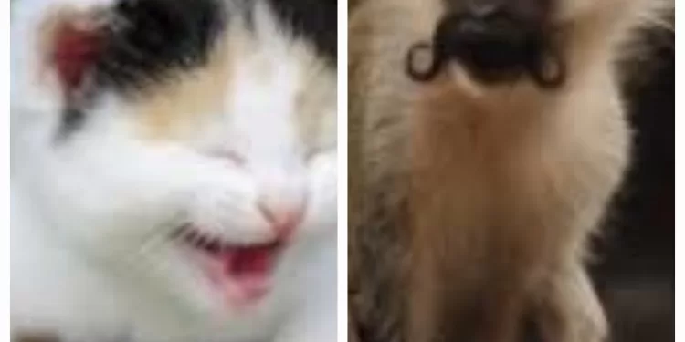 La modération, une valeur essentielle ! 1 - Le Progrès Egyptien