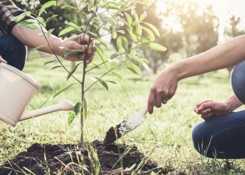 L’initiative “100 millions d’arbres” sera un succès