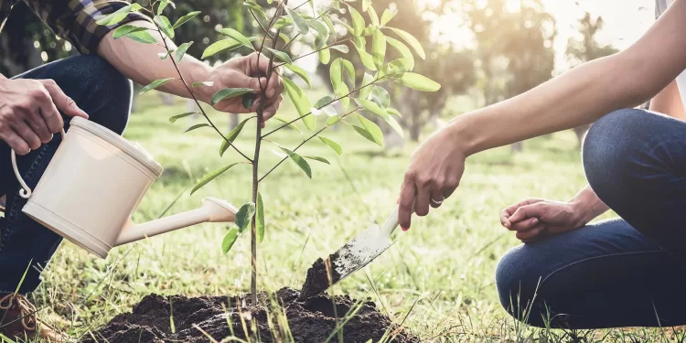 L'initiative "100 millions d'arbres" sera un succès 2 - Le Progrès Egyptien L'initiative "100 millions d'arbres" sera un succès 1 - Le Progrès Egyptien