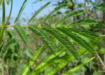 Hurghada : Planter 2000 arbres à feuilles persistantes