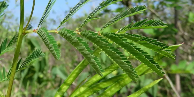 Hurghada : Planter 2000 arbres à feuilles persistantes 2 - Le Progrès Egyptien Hurghada : Planter 2000 arbres à feuilles persistantes 1 - Le Progrès Egyptien