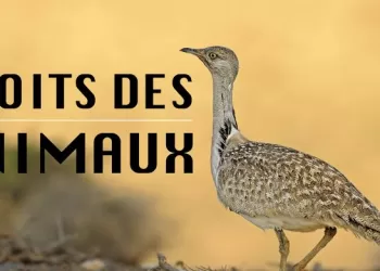 Les droits des animaux en Islam : Une responsabilité humaine