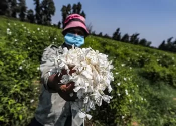 L’Egypte occupe la 1ère place mondiale dans la production de la fleur de jasmin