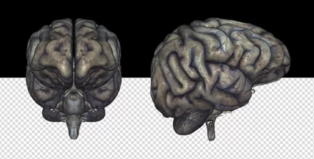Le « cerveau pourri » est-il lié à une mauvaise alimentation ? 8 - Le Progrès Egyptien Le « cerveau pourri » est-il lié à une mauvaise alimentation ? 7 - Le Progrès Egyptien
